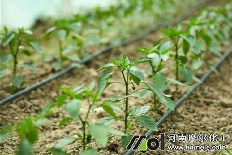 辣椒正确使用磷酸二氢钾,磷酸二氢钾的作用
