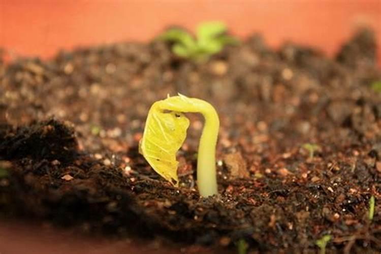 氯化铵是肥料吗