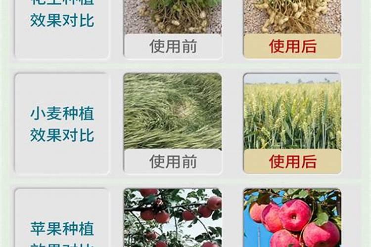 杜鹃花肥制作与使用方法