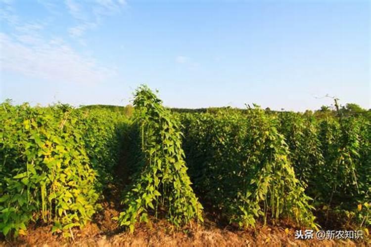 豇豆追肥用什么肥料好