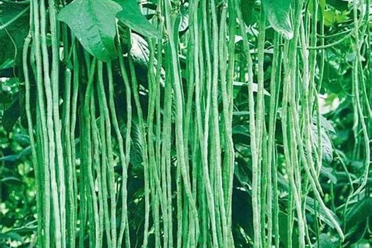 豆角第二茬翻花如何管理