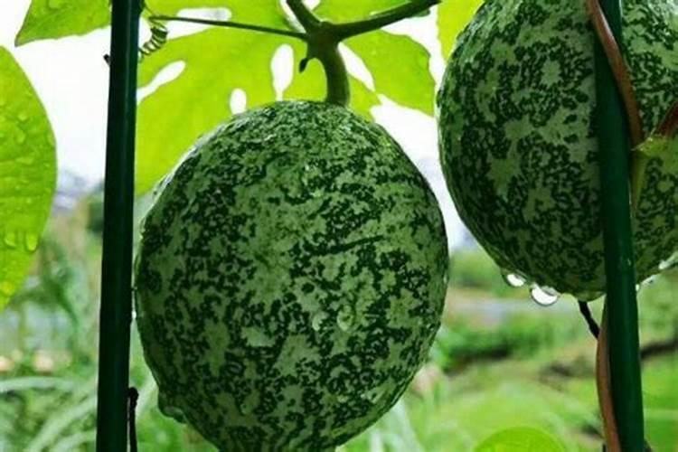 吊瓜苗期适合用矿源黄腐酸钾吗？