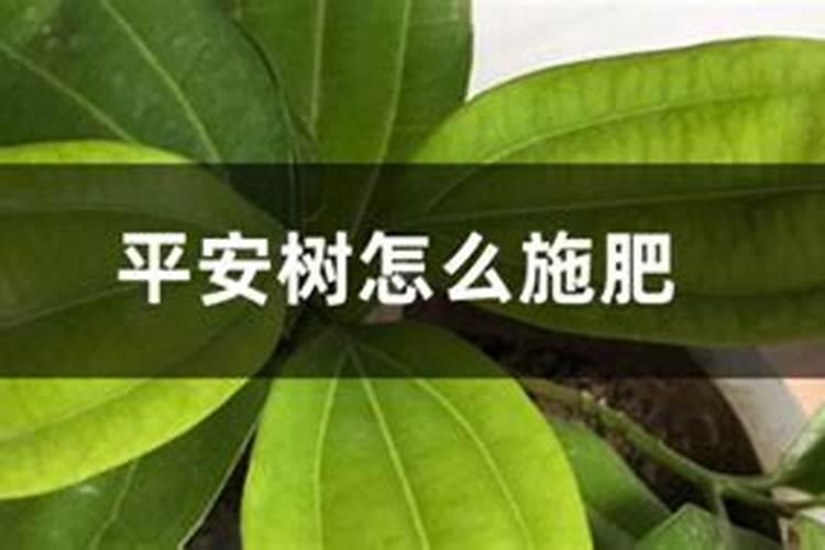 果树喷施叶面肥有什么好处？你怎么看？