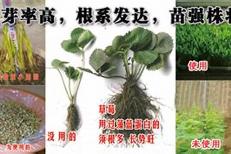 在栽培百香果的时候,冬季应该如何进行管理？