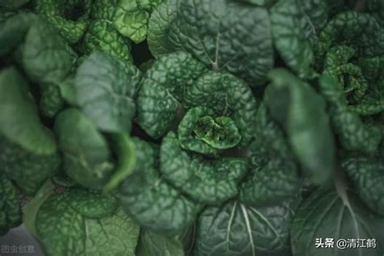 菠萝蜜属树苗需要用什么肥料？