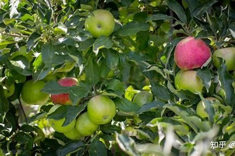 玫瑰花地栽多久浇水 玫瑰地怎么浇水最合适