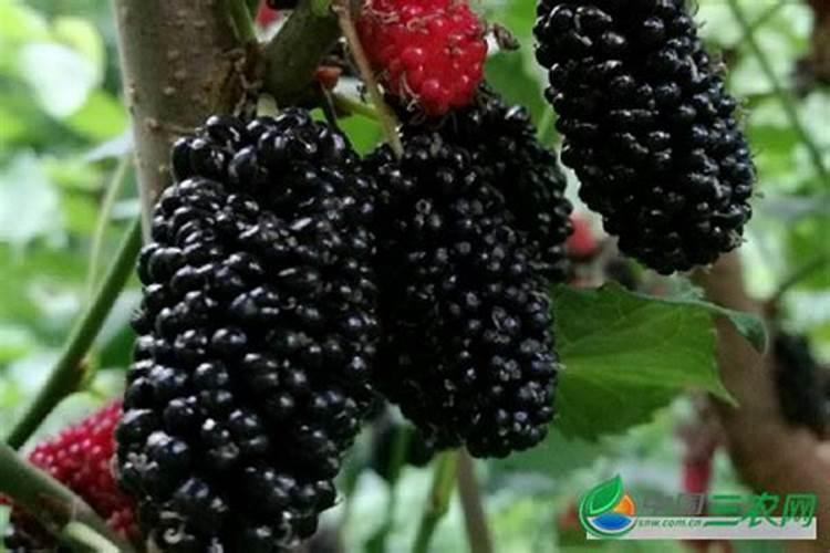 花生如何播种？