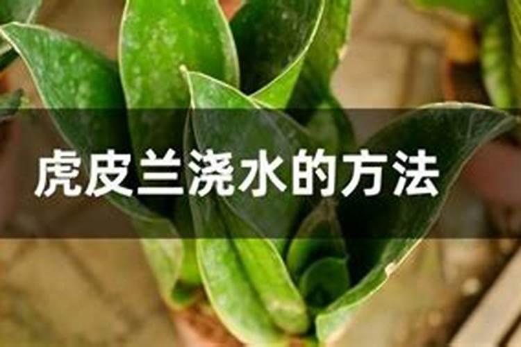 毒氟磷和吗胍.乙酸铜能混用吗