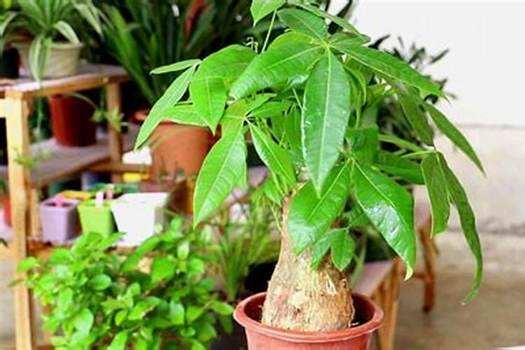 西红柿用什么肥料效果好？西红柿叶面喷什么肥料结果多？用什么冲施肥好...