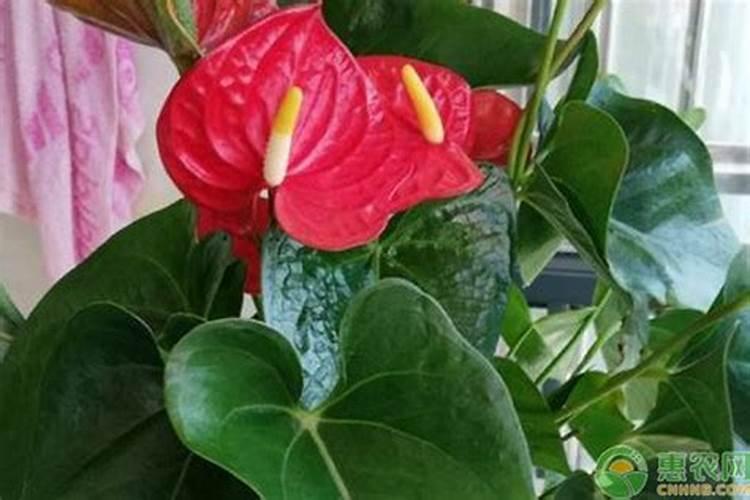 桃树补钙用什么好钙肥