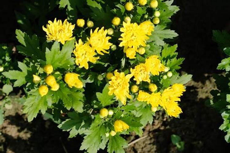 糯米是什么样子的,请出示图片。