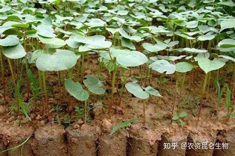 油菜饼加水泡多久才可以施肥 油菜饼加水泡今天才可以施肥