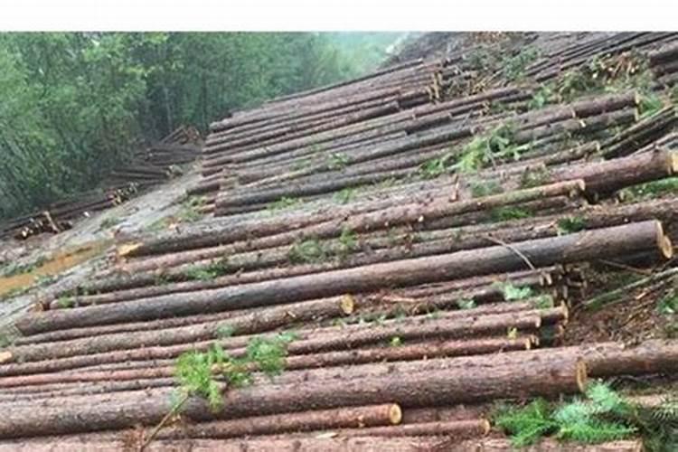 果核龟怎么养,需要加温吗