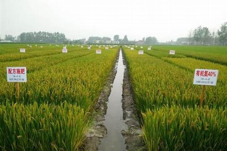 空心菜怎么留种保存不坏 空心菜如何留种保存不坏