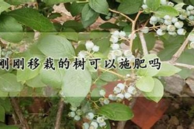 刚种一个月的小树苗能不能使用叶面肥？