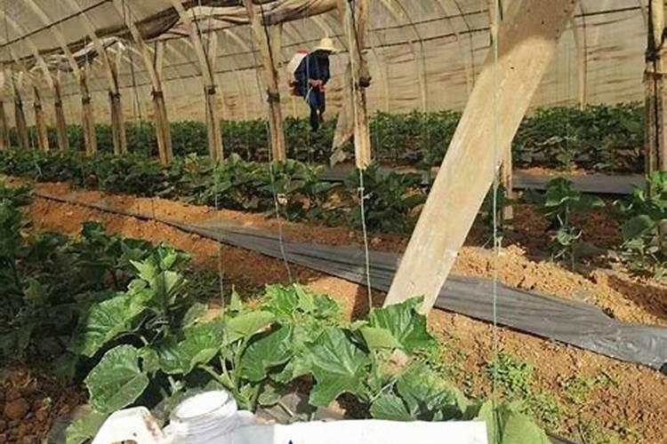 复合肥如何给植物使用复合肥怎么给花卉植物施效果最好