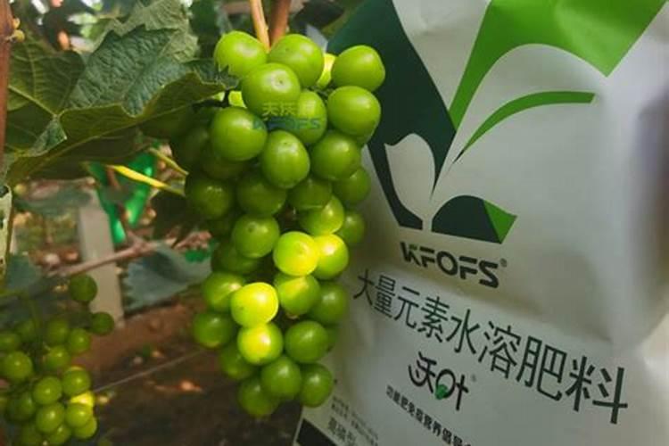 葡萄成熟期上什么肥料