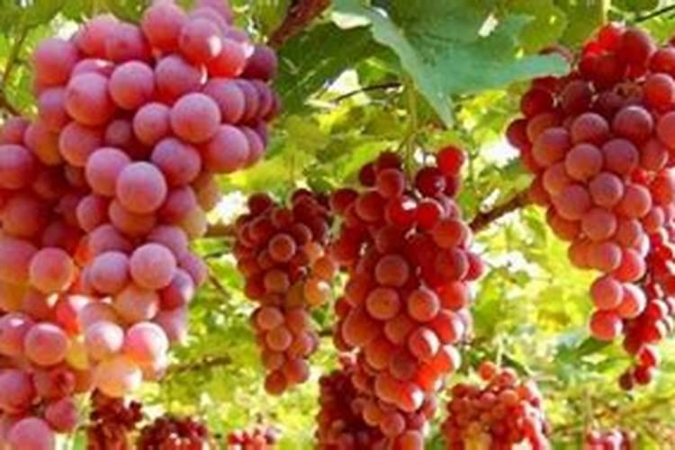 葡萄什么时候喷施叶面肥,喷什么肥,方法是什么