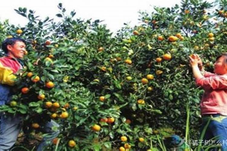 绿叶有什么产品