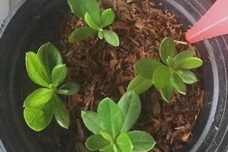 龙牙草的功效与作用 有什么副作用吗