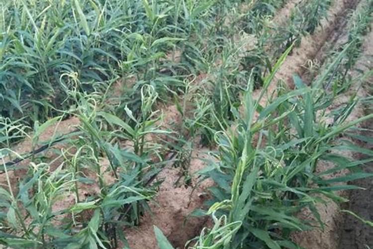 用什么叶面肥叶子长得肥壮