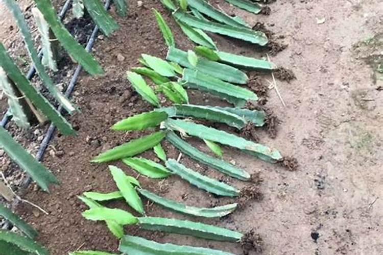 火龙果幼苗怎么施肥