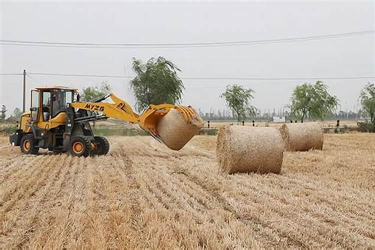 田杆有什么营养？