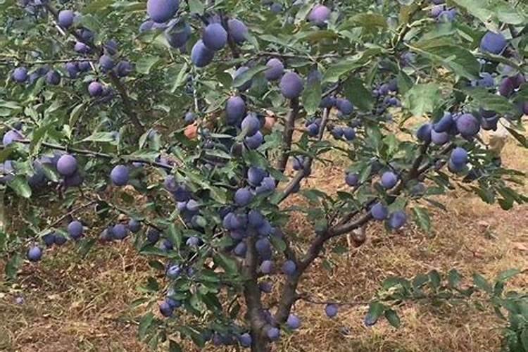 花菜6个叶子太大了,移栽时有什么措施