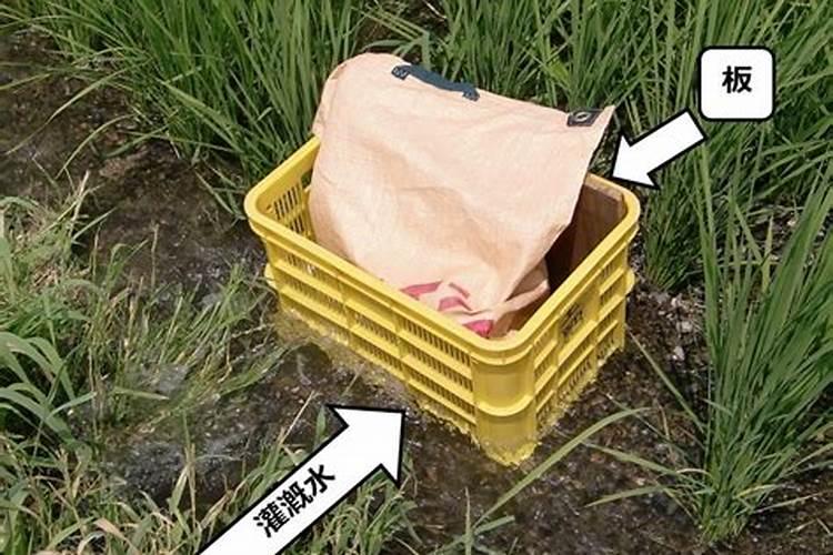 水稻穗肥最佳施肥时期