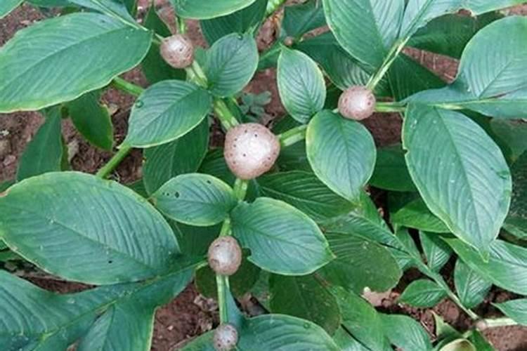 柑橘如何快速膨大？柑橘用什么肥可以果实膨大？专用膨大素？