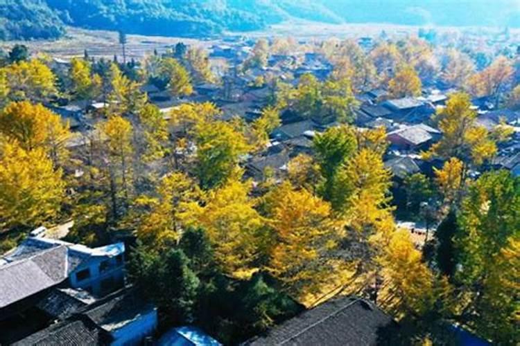 杜鹃花施什么肥