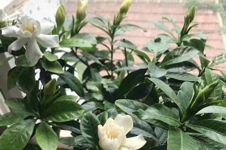 怎样种植麒麟瓜？？？