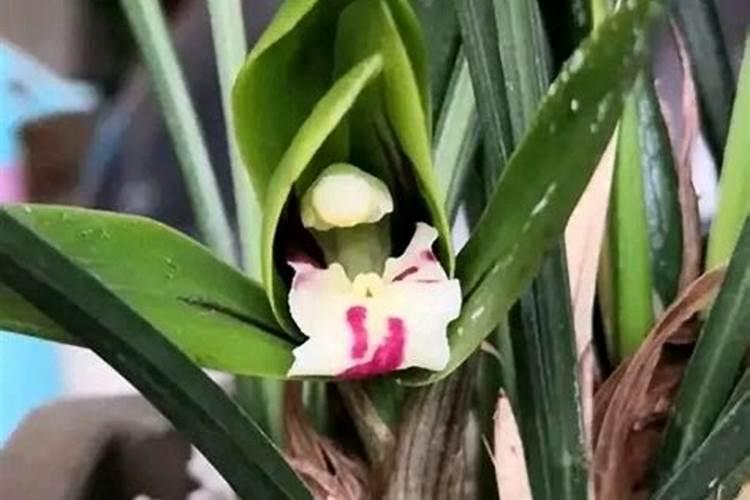 2023年双十一益生菌避坑(省钱)攻略,益生菌哪个牌子好？怎么买最划算？