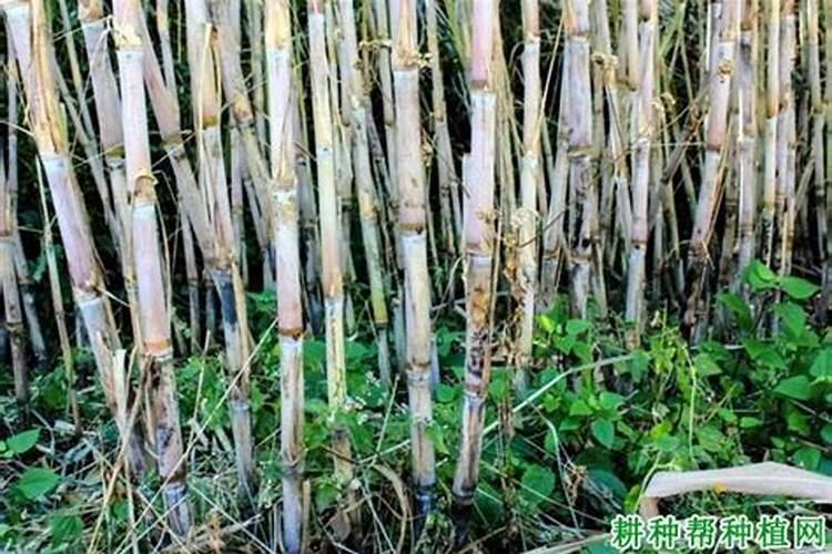 磷肥的分类有哪些？