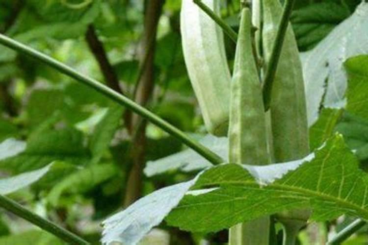 如何施肥能让西红柿长得更好？