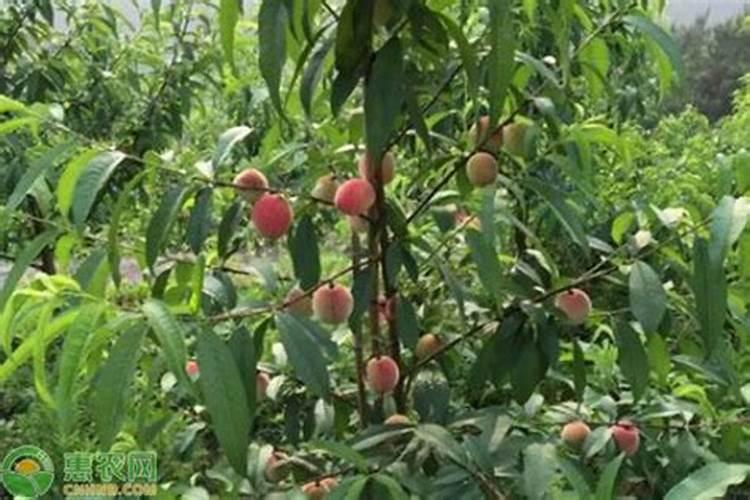 萝卜什么时候施肥 萝卜哪个时候施肥