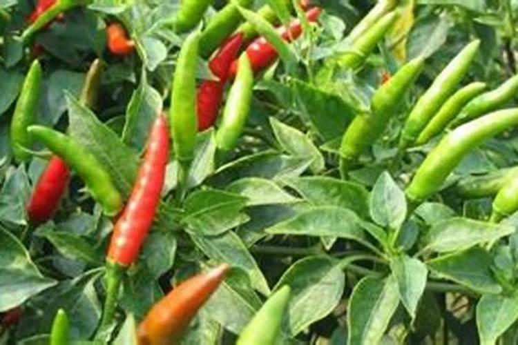 指天椒想要高产需要掌握哪些种植技术 养护方法总结