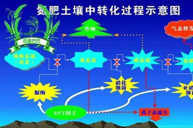 蔬菜产量最高的品种