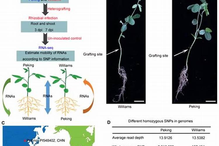 这个微生物菌剂,解磷效果超级棒