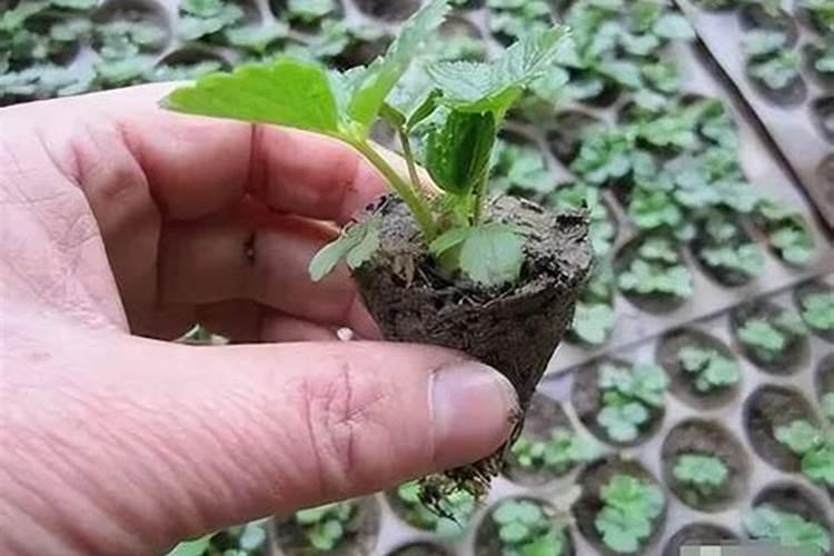 柑橘保花保果用什么药好