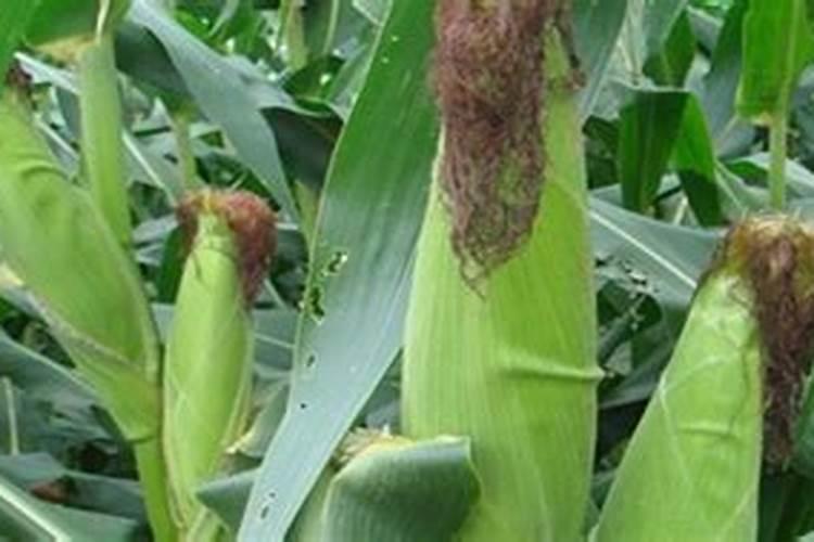 深圳哪里有装修市场