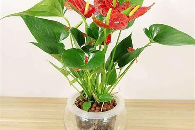 芭乐水果的功效与作用