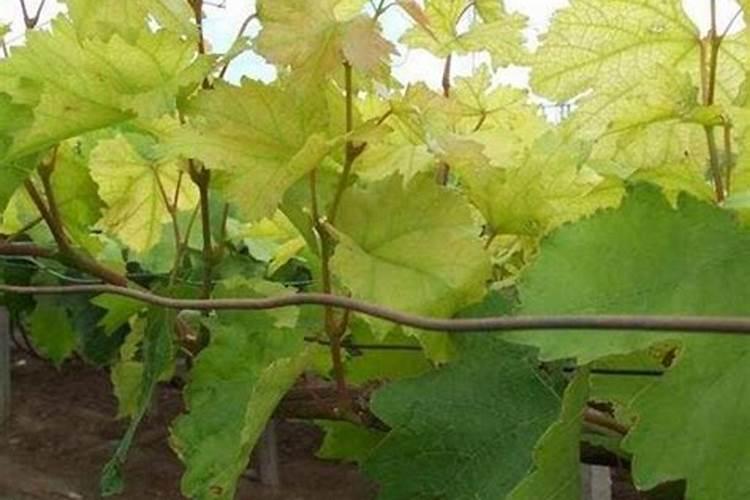 葡萄叶子发黄施什么肥