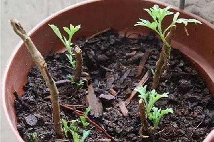 西红柿不适合营养土种植吗