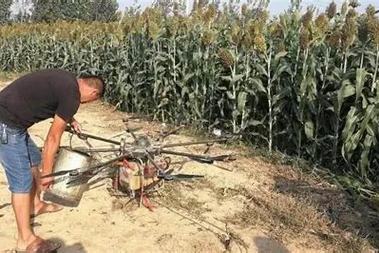 水稻什么时候用芸苔素好 使用方法及技巧