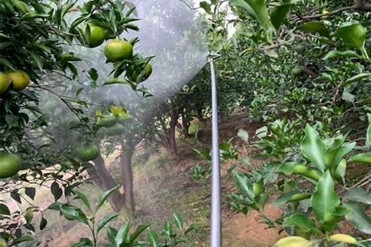 荔枝施什么肥料最好