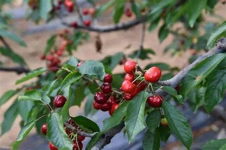 兰花喷什么叶面肥最好(兰花叶面肥喷施注意事项)