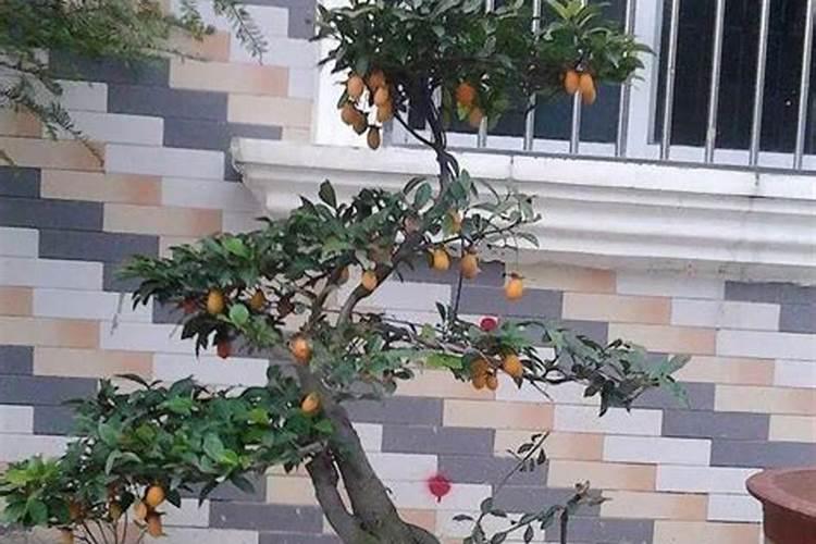 长期使用叶面肥对植株有哪些利弊？