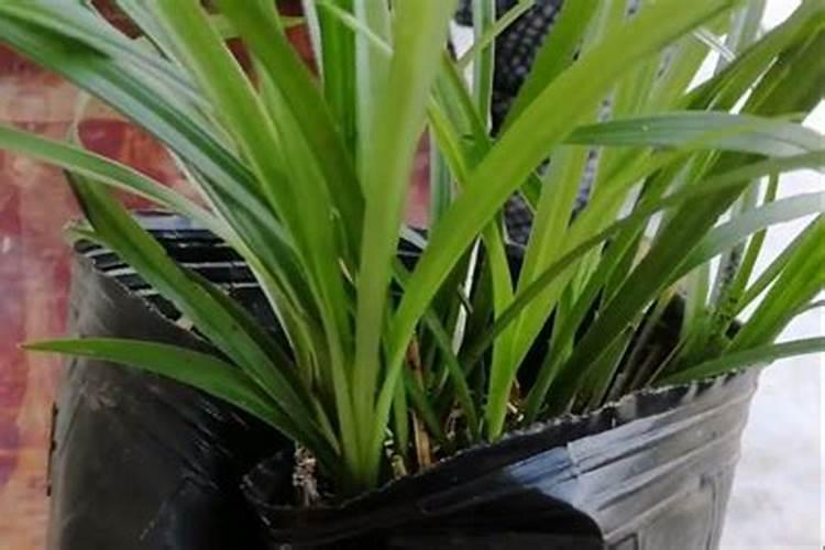 六国牌复合肥低氯的能作大蒜低肥吗？