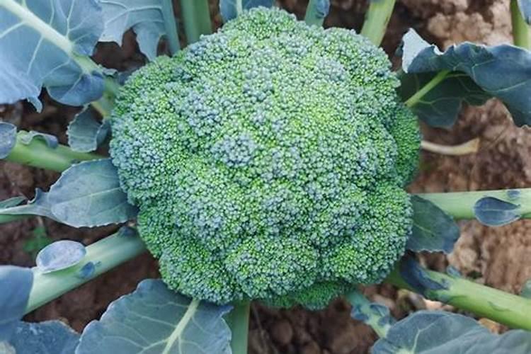 蟹爪兰施什么肥 蟹爪兰怎么施肥